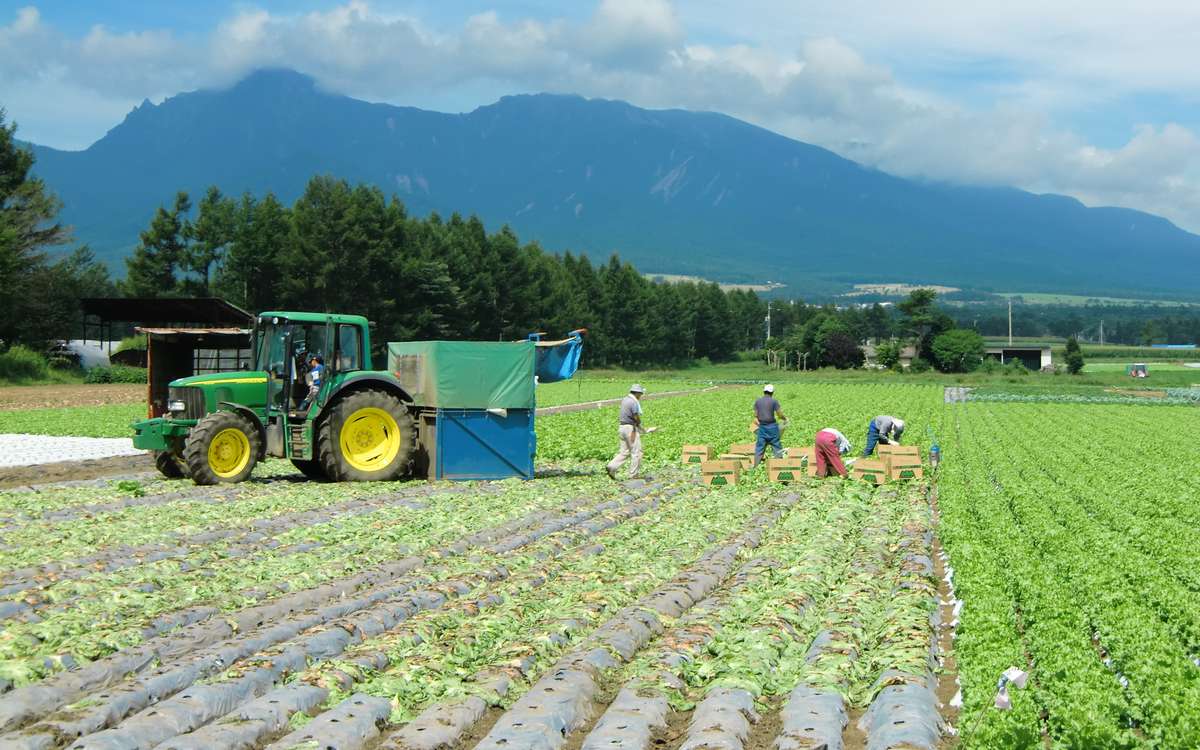 夏の晴れた日の、長野県野辺山のレタス畑。奥に八ヶ岳の山並み。手前は収穫の済んだ畝、右は収穫前のレタスの畝で、数人が段ボール箱にレタスを詰め、左にトラクターが止まっている。人の顔は判別できない。